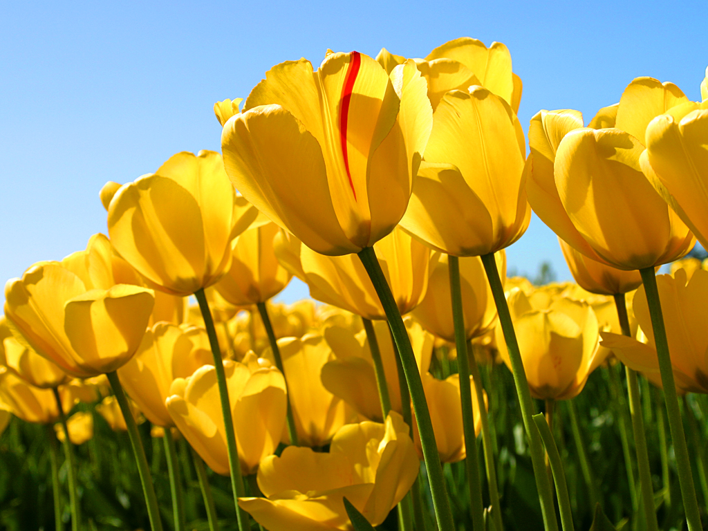 53272f1b37a5b-Tulips.jpg